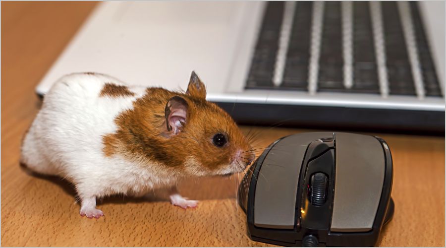 マウスが反応しないときの原因と解決法【初心者向けガイド】