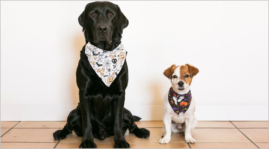 三角巾の付け方完全ガイド｜初心者におすすめの5ステップ